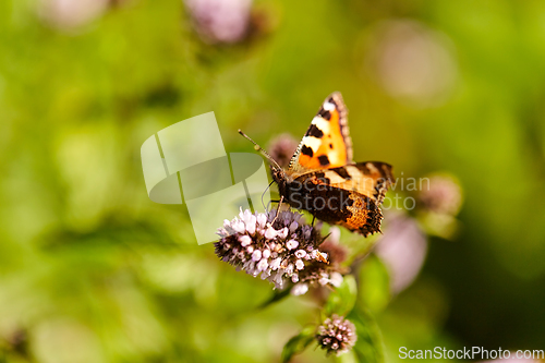 Image of small tortoiseshell butterfly in summer garden