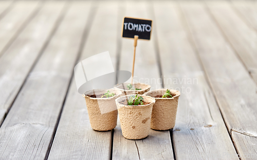 Image of tomato seedlings in pots with name tags