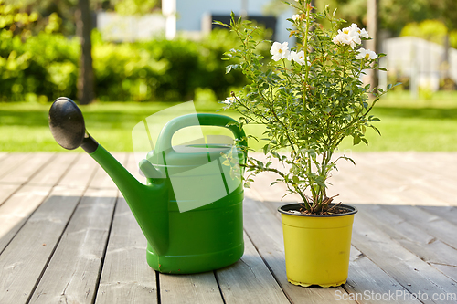 Image of watering can and rose flower seedling in garden