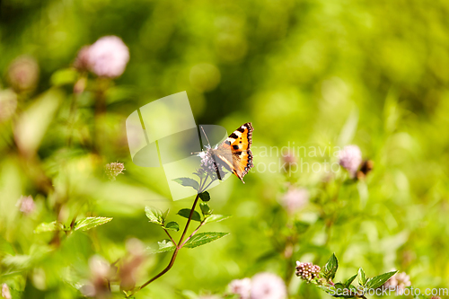 Image of small tortoiseshell butterfly in summer garden