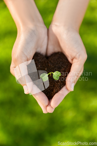 Image of hands holding plant growing in handful of soil