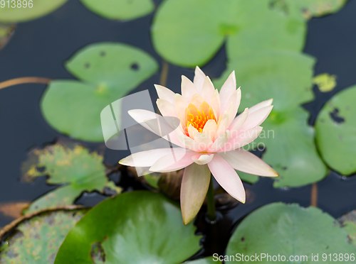 Image of Waterlily