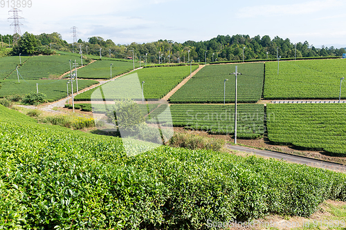 Image of Beautiful fresh green tea farm