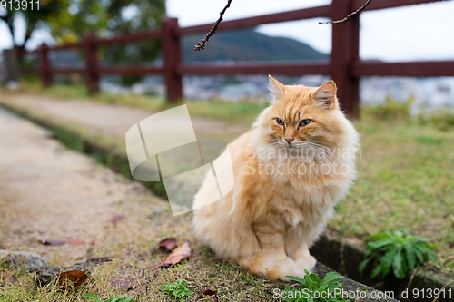 Image of Lovely cat sitting at park