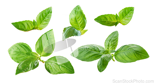 Image of fresh green basil leaves