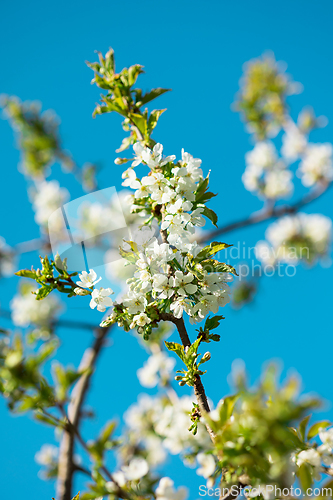 Image of blooming cherry tree