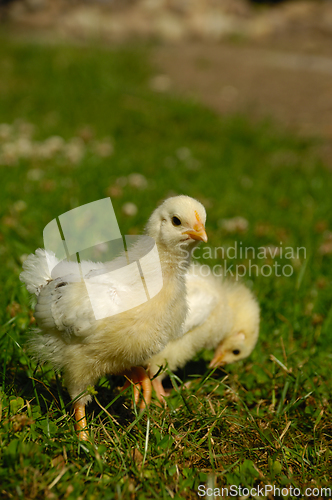 Image of Two baby chicks on green grass