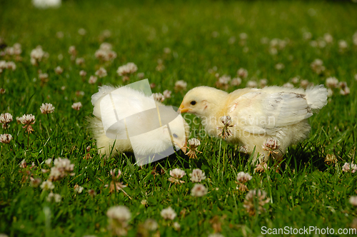 Image of Two baby chicks on green grass