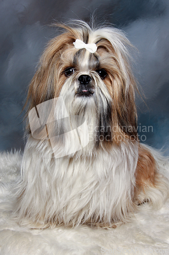 Image of Sad shih tzu dog sitting