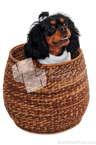 Image of Happy Cavalier King Charles Spaniel dog in a basket