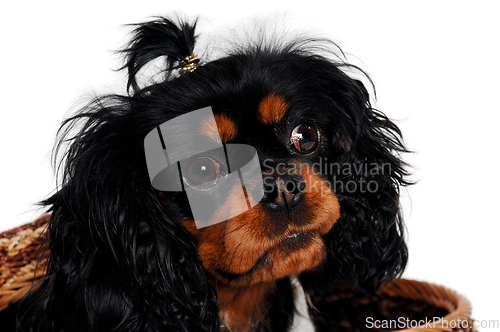 Image of Sad Cavalier King Charles Spaniel dog in a basket