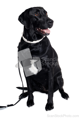 Image of Labrador retriever dog is sitting on a clean white background