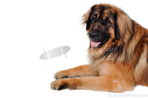 Image of Leonberger dog is resting on a clean white background