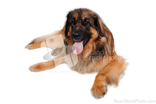 Image of Leonberger dog is resting on a clean white background