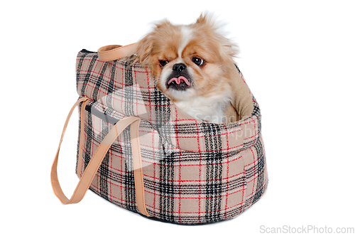 Image of Pekingese dog in bag on a clean white background