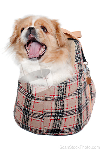 Image of Pekingese dog in bag on a clean white background