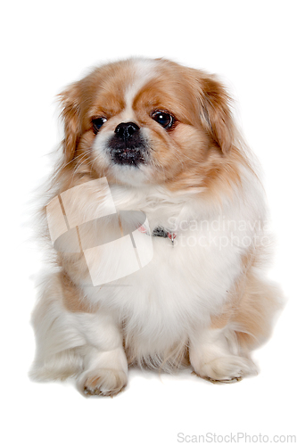 Image of Pekingese dog isolated on a clean white background