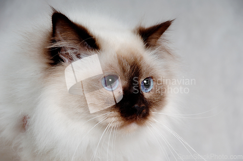 Image of Face of a sad Holy Birman cat