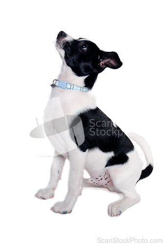 Image of Happy Rat terrier puppy dog is sitting on a white background