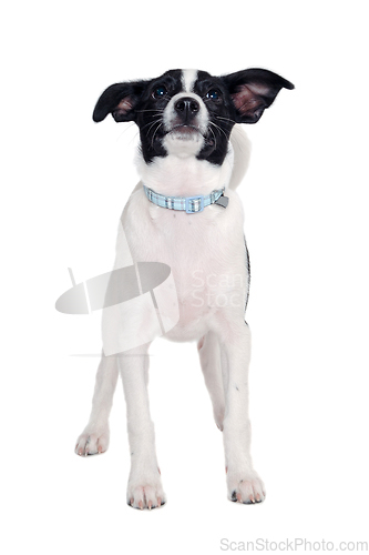 Image of Happy Rat terrier puppy dog is standing on a white background