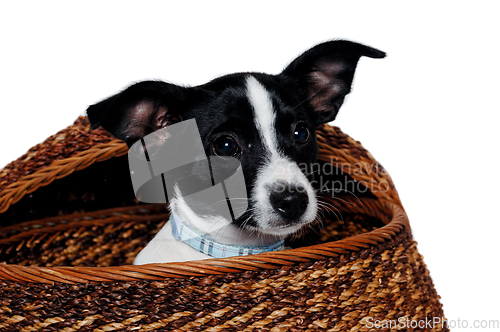 Image of Happy Rat terrier puppy dog is playing in a basket, taken on a w