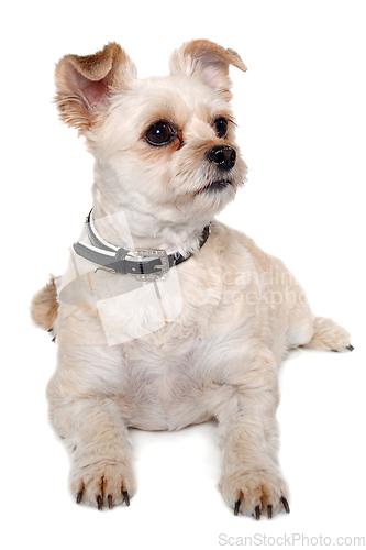 Image of Happy terrier dog resting, taken on a white background