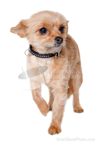 Image of Sad yorkshireterrier puppy dog standing, taken on a white backgr