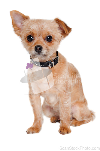 Image of Sad yorkshireterrier puppy dog sitting, taken on a white backgro