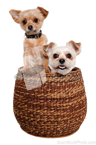 Image of Two dogs in a barsket, taken on a white background