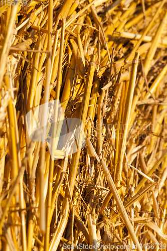 Image of twisted stack of straw