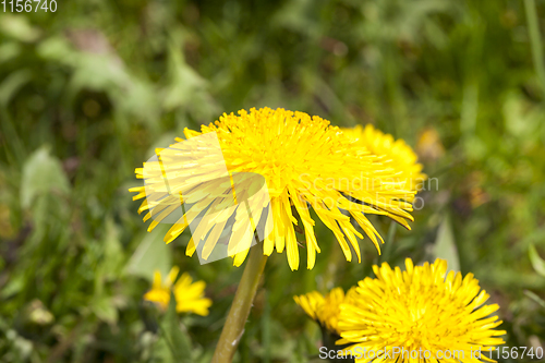 Image of yellow dandelion