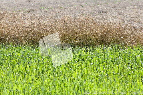 Image of dry ripe rapeseeds