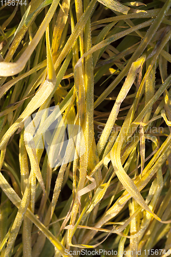 Image of yellowed autumn grass