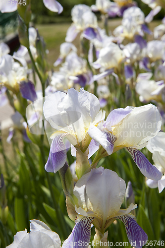 Image of white blue iris