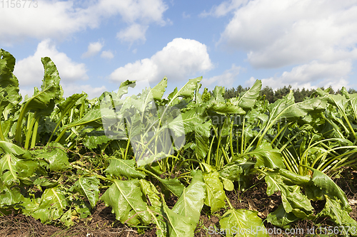 Image of beet top side