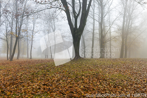 Image of autumn park