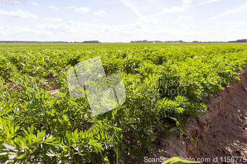 Image of green carrot