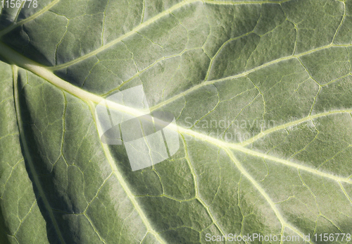 Image of green cabbage leaf