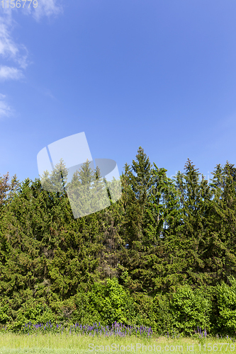 Image of green spruce