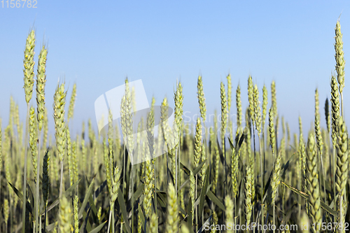 Image of smooth green stems wheat