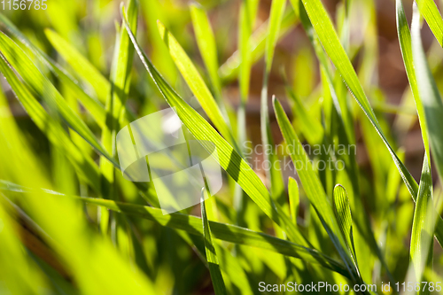 Image of beautiful green grass