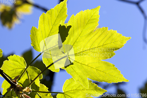 Image of maple foliage