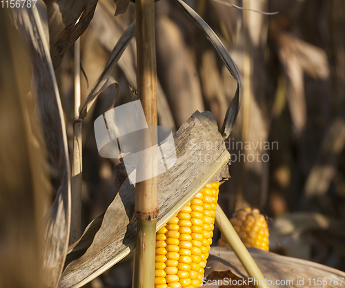 Image of solid corn cob