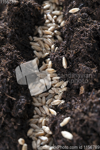 Image of black wet soil