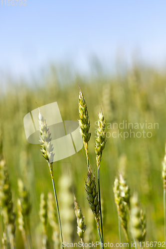 Image of ears of wheat