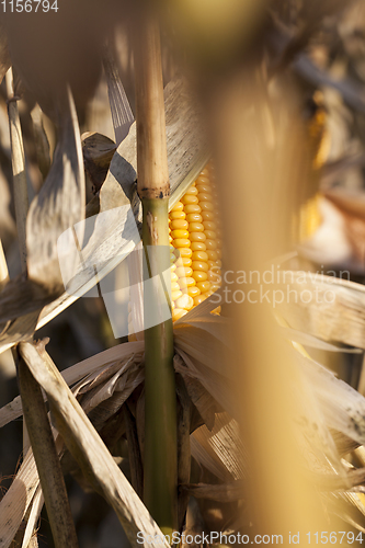 Image of ripe solid corn