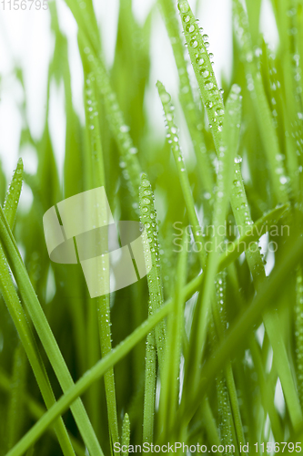 Image of high green wheat