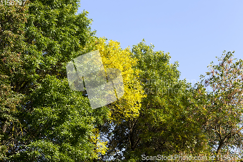 Image of leaf fall close-up