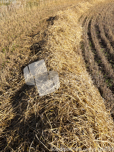 Image of Straw of wheat