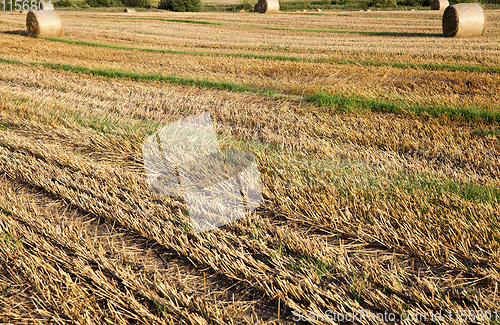 Image of stubble agricultural field